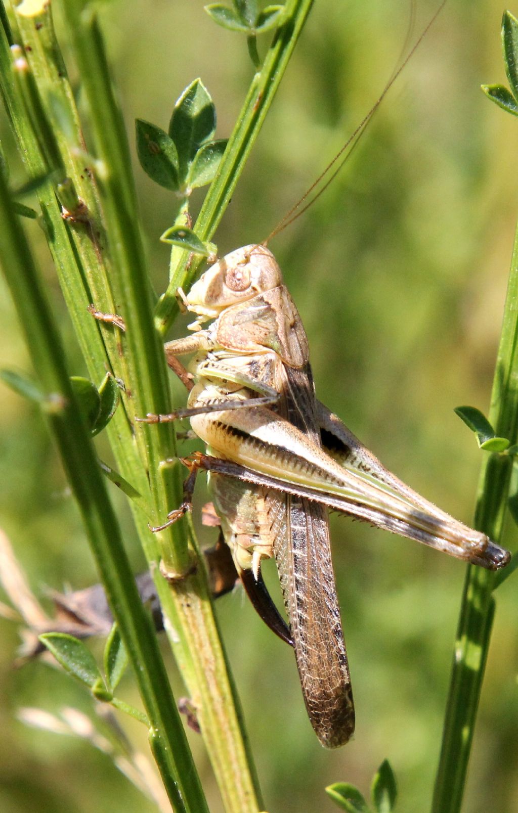 Tettigoniidae da identificare